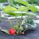 Мульчировочное агроволокно 50 г/м² AgroStar 1,05×50 м Черное - изображение 10