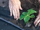 Агроволокно черное Greentex R50 3,2×10 м мульчировочное для защиты почвы и растений от сорняков - изображение 8