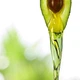 Гель для душу Nature Box Duschgel Avocado Oil 250 ml - зображення 4