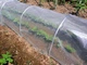 Набор мини теплица Tenax Early Tunnel 0,6x0,45x3м (1A110423) - изображение 4