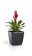 Вазон Plastkon Quadrato Flower Lover 18x18x17см антрацит без автополива - изображение 3