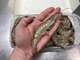 Креветки королевские замороженные белые эквадорские Ваннамей с головой Cepromar Frozen White Shrimp 30/40 (упаковка 1.85 кг) - изображение 3