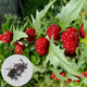Семена клубничного шпината (Chenopodium Capitatum),вкусные и универсальные, 20 шт - изображение 1