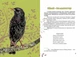 Книга «Вусохвості й лапокрилі. Читанка про тварин». Автор - Володимир Верховень - зображення 7