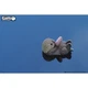 Пазл Eugy 3D Зоопарк Морская выдра (XEG-060) - изображение 8