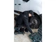 Лежак ремонтний складний автомобільний GUT MECHANIC 36" 2 В 1 150 КГ FCC00036 - зображення 9
