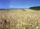 НУШ 1 класс. Зрительные диктанты по украинскому языку - Лариса Шевчук (на украинском языке) - изображение 2