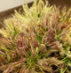Рослина Росянка Капська Capensis в горщику - изображение 1