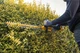 Кущоріз акумуляторний DeWALT, XR Li-Ion 18 В 5 Аг, довжина ножа 55 см, діаметр гілок 19 мм, 1 аккумулятор, зарядний пристрій, вес - зображення 8