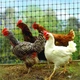 Сітка пташка вольєрна 0.5х100м (12х14мм) AgroStar чорна - зображення 2