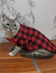 Сорочка для котів (кішок) Клітинка L Червоний - зображення 5
