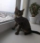 Свитер для котов (кошек) Косичка M Серый - изображение 5