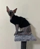 Свитер для котов (кошек) Косичка M Черный - изображение 4