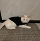 Свитер для котов (кошек) Косичка M Черный - изображение 8