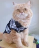 Рубашка для котов (кошек) Ретро M Темно-синий - изображение 9