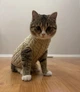 Свитер для котов (кошек) Косичка L Бежевый - изображение 6
