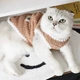 Флисовая кофта для котов (кошек) Зефир S Коричневый - изображение 8