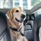 Uchwyt samochodowy Spigen PS100 Universal Car Seat Belt Holder for Pets Black (8809971237567) - obraz 8