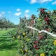 Стрічка відлякувач птахів голографічна 50 м × 4,8 см, світловідбивна, захист саду, балкона та врожаю XJ5973 - зображення 4