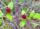 Каликант цветущий семена (5 шт) (Calycanthus floridus) красный флоридус - изображение 3