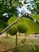 Брусонетія паперова насіння (10 шт) (Broussonetia papyrifera) японська шовковиця паперове дерево - зображення 2