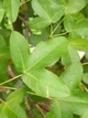 Клен французський насіння (10 шт) (Acer monspessulanum) монпелійський трилопатевий - зображення 4