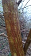 Брусонетія паперова насіння (10 шт) (Broussonetia papyrifera) японська шовковиця паперове дерево - зображення 4