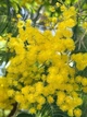 Мімоза Акація срібляста насіння (20 шт) (Acacia dealbata) жовта декоративна - зображення 2