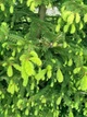 Ялиця бальзамічна насіння (20 шт) (Abies balsamea) пихта - зображення 8
