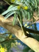 Мімоза Акація срібляста насіння (20 шт) (Acacia dealbata) жовта декоративна - зображення 4