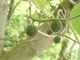 Брусонетія паперова насіння (10 шт) (Broussonetia papyrifera) японська шовковиця паперове дерево - зображення 7