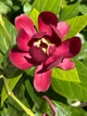 Каликант цветущий семена (5 шт) (Calycanthus floridus) красный флоридус - изображение 8