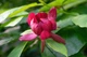 Каликант цветущий семена (5 шт) (Calycanthus floridus) красный флоридус - изображение 9