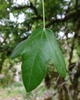Клен французський насіння (10 шт) (Acer monspessulanum) монпелійський трилопатевий - зображення 9