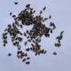 Ялиця бальзамічна насіння (20 шт) (Abies balsamea) пихта - зображення 11