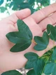 Клен французський насіння (10 шт) (Acer monspessulanum) монпелійський трилопатевий - зображення 10