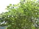 Брусонетія паперова насіння (10 шт) (Broussonetia papyrifera) японська шовковиця паперове дерево - зображення 10