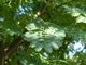 Мімоза Акація срібляста насіння (20 шт) (Acacia dealbata) жовта декоративна - зображення 8