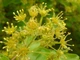 Клен польовий насіння (10 шт) (Acer campestre) паклен підкленок - зображення 2