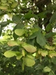Клен польовий насіння (10 шт) (Acer campestre) паклен підкленок - зображення 3