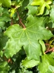 Клен польовий насіння (10 шт) (Acer campestre) паклен підкленок - зображення 4