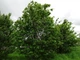 Клен польовий насіння (10 шт) (Acer campestre) паклен підкленок - зображення 5
