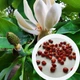 Магнолія лікарська насіння (10 шт) (Magnolia officinalis) - зображення 1