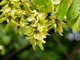 Граб європейський насіння 5 гр. (прибл. 90 шт) (Carpinus betulus) звичайний кавказський - зображення 2