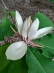 Магнолія лікарська насіння (10 шт) (Magnolia officinalis) - зображення 3