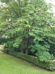 Магнолія лікарська насіння (10 шт) (Magnolia officinalis) - зображення 4