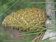 Сосна Алеппська насіння (20 шт) (Pinus halepensis) єрусалимська - зображення 2