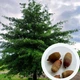 Дуб Болотяний насіння (5 шт) (Quercus palustris) жолудь - зображення 1