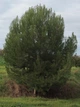 Сосна Алеппська насіння (20 шт) (Pinus halepensis) єрусалимська - зображення 4