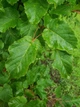 Клен татарський насіння (10 шт) (Acer tataricum) чорноклен в'язина неклен - зображення 2